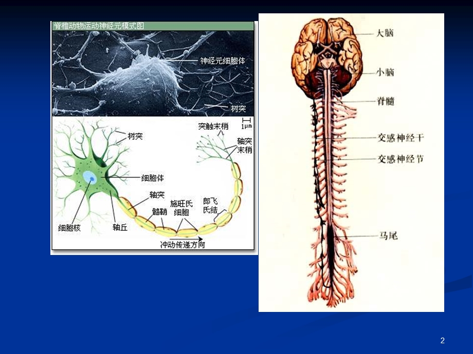 内科神经系统PPT文档.ppt_第2页