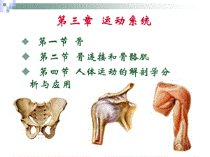 12级运动解剖学2PPT文档资料.ppt