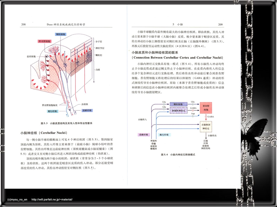 神经系统疾病定位诊断学0506小脑、间脑和植物神经系统名师编辑PPT课件.ppt_第3页