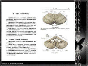 神经系统疾病定位诊断学0506小脑、间脑和植物神经系统名师编辑PPT课件.ppt