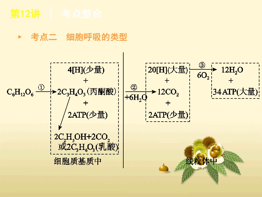 高考生物专题复习提分课件：第12讲细胞呼吸大纲版精选文档.ppt_第2页