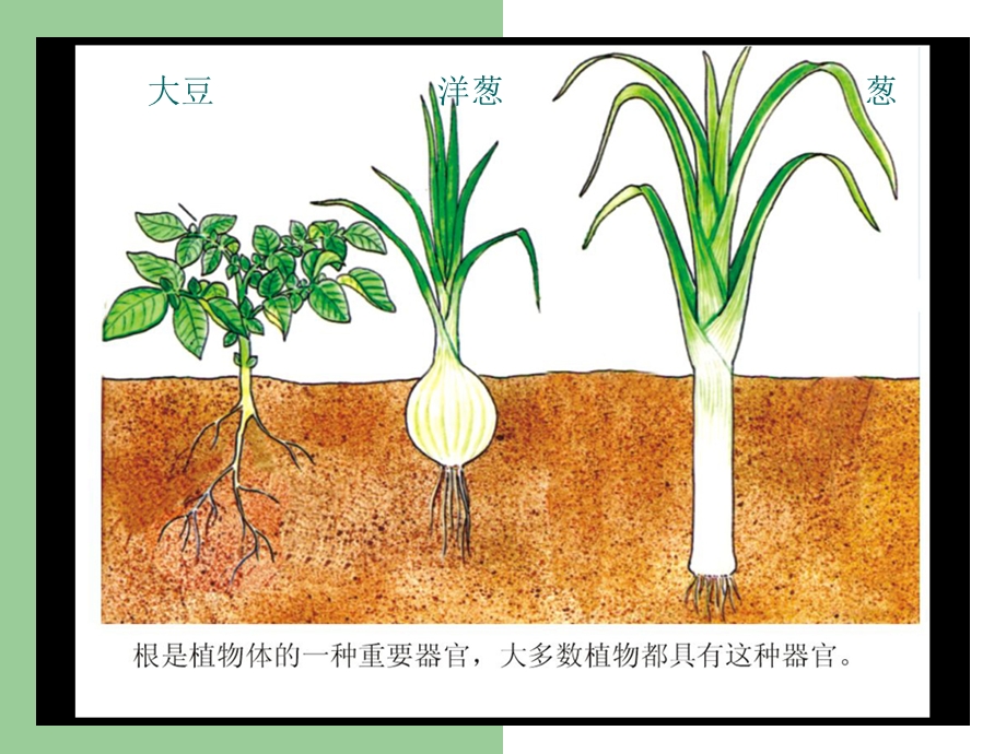 1根里的“抽水机”课件.ppt_第2页