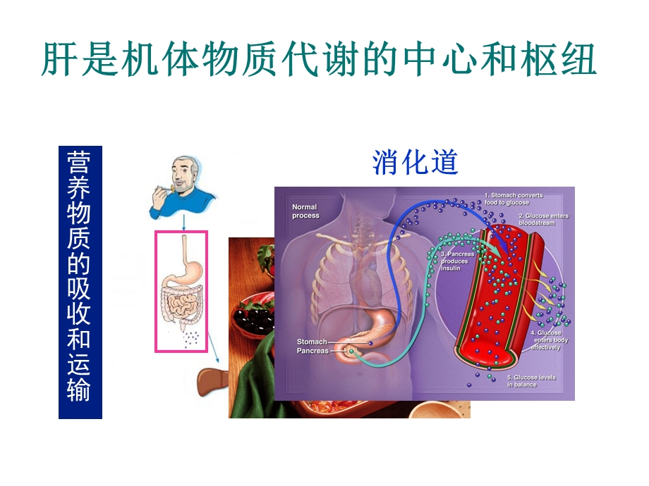 肝胆生化PPT课件文档资料.ppt_第3页