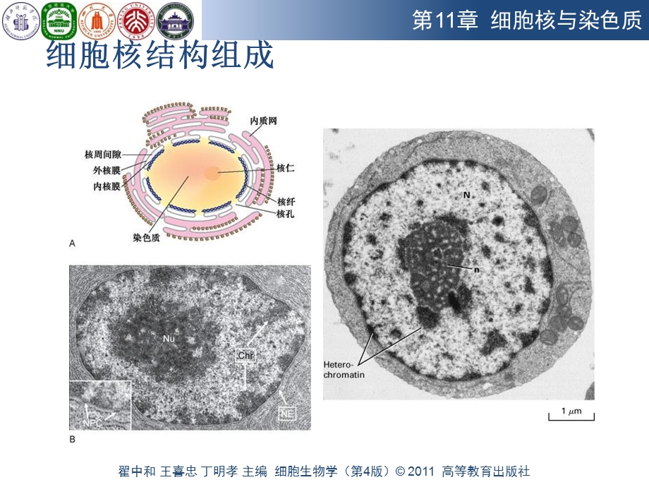 细胞核与染色质2PPT文档资料.ppt_第2页