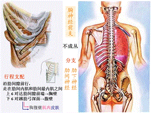 22231脊神经2胸神经前支、腰丛、骶丛文档资料.ppt