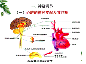 12级药学本科血液循环4PPT文档.ppt