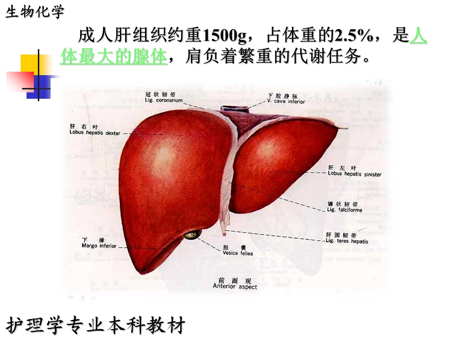 15第十五章肝胆生物化学文档资料.ppt_第1页