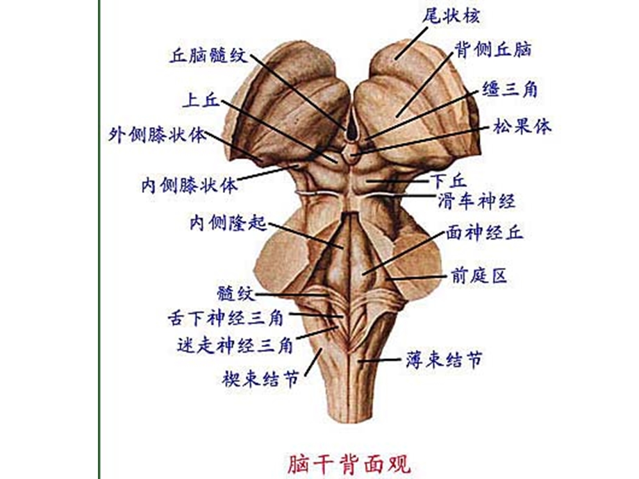 3脑干、小脑、间脑文档资料.ppt_第3页