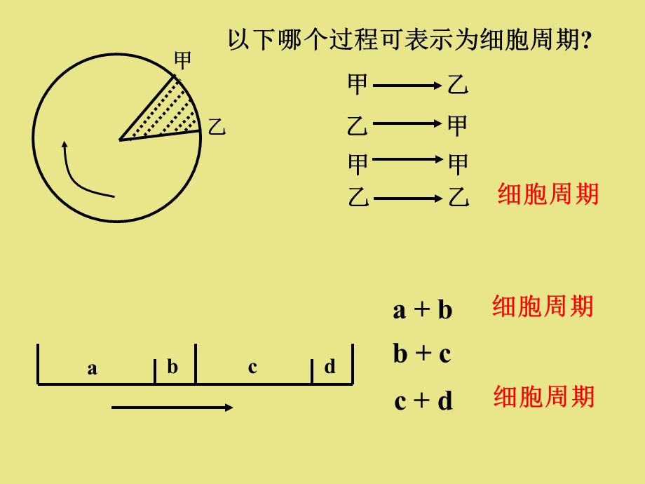 61细胞的增殖文档资料.ppt_第3页