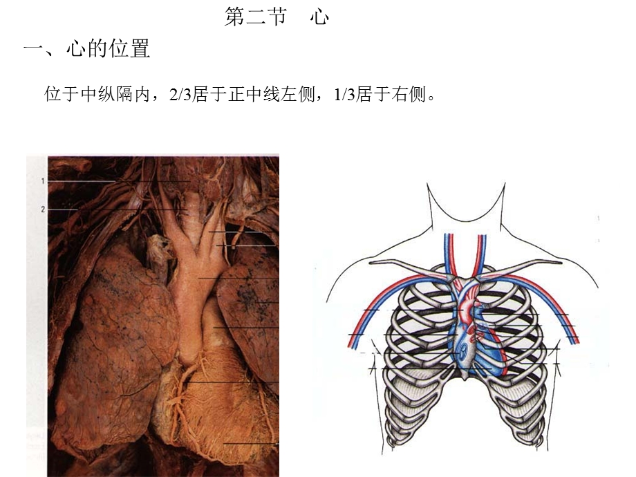 心脏解剖3名师编辑PPT课件.ppt_第3页