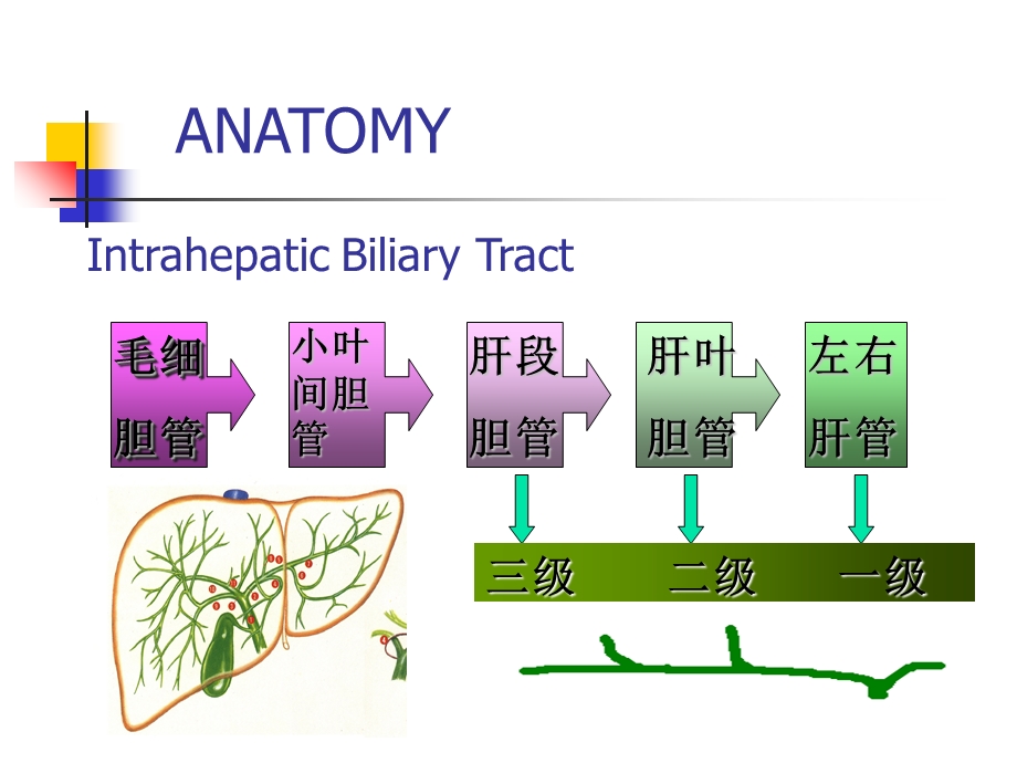 胆道疾病本PPT文档资料.ppt_第3页