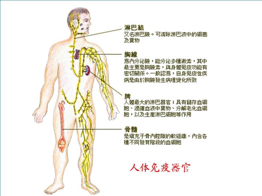 动物体的细胞识别和免疫文档资料.ppt_第3页