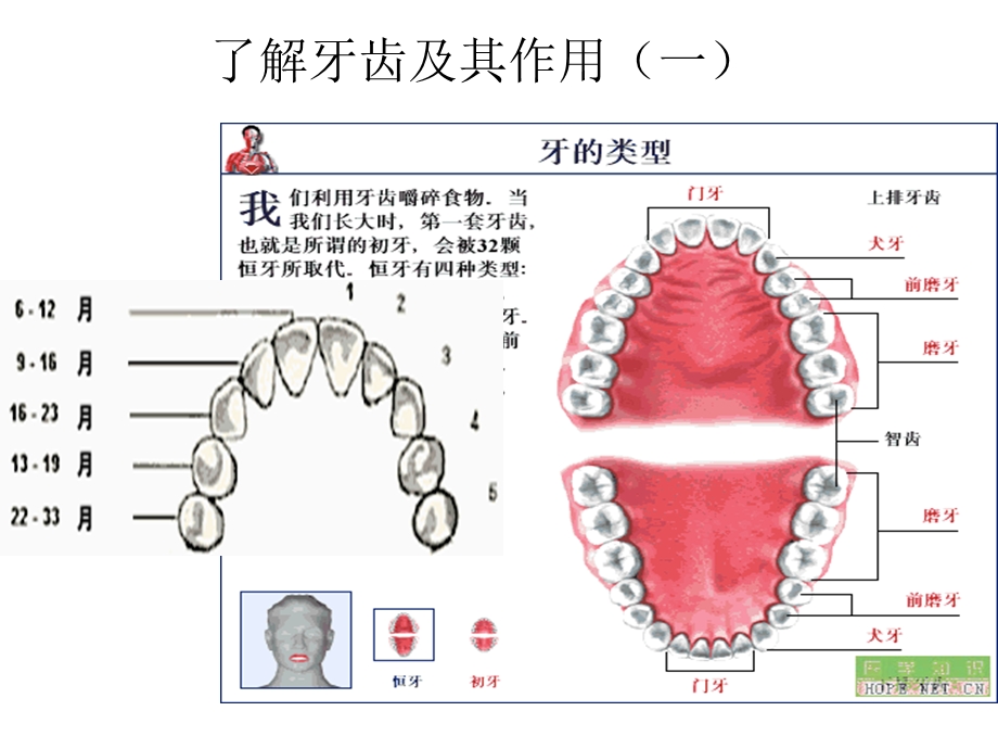 最新小学生口腔保健PPT文档.ppt_第3页