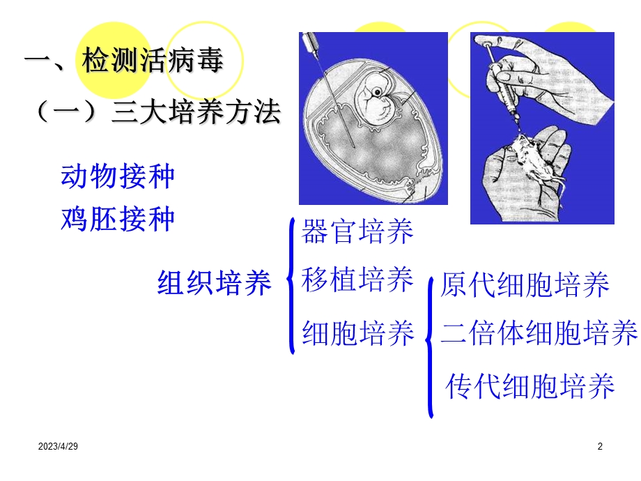 医学微生物实验 7年病毒感染检查qhuaPPT文档.ppt_第2页