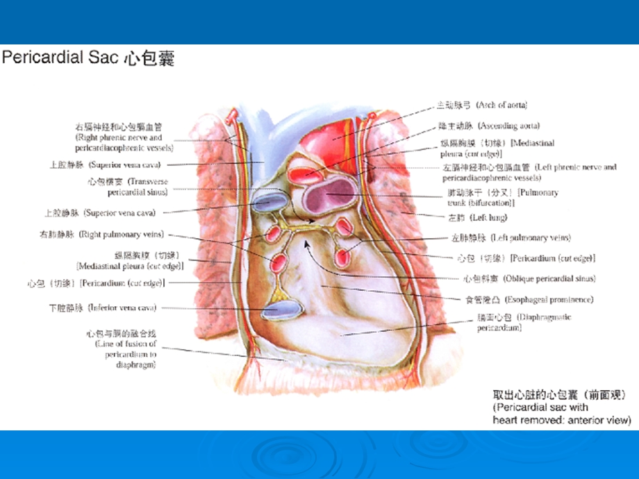 心前持续疼痛4小时文档资料.ppt_第2页