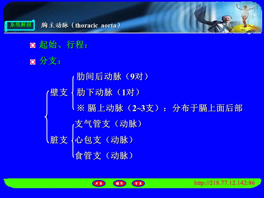 人体解剖 胸、腹、盆腔、下肢的动脉PPT文档.ppt_第2页