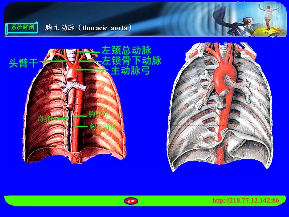 人体解剖 胸、腹、盆腔、下肢的动脉PPT文档.ppt_第3页