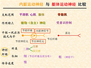 内脏神经解剖学文档资料.ppt