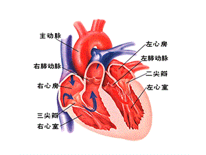 心血管检查234PPT文档.ppt