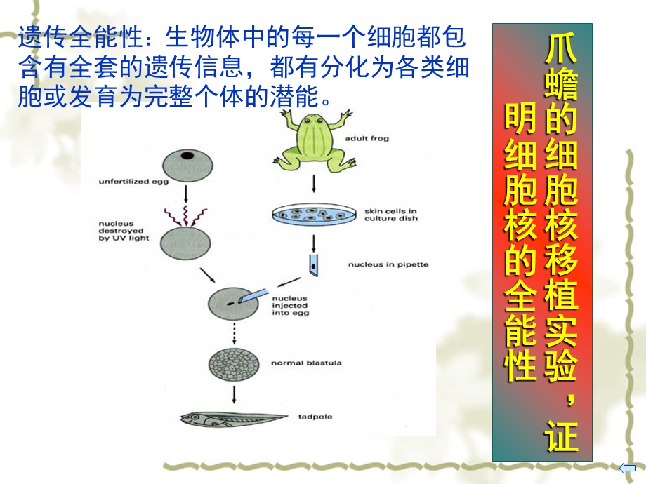 03第三章临床细胞的概念与分子基础文档资料.ppt_第1页