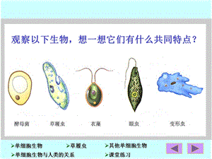 只有一个细胞生物体文档资料.ppt