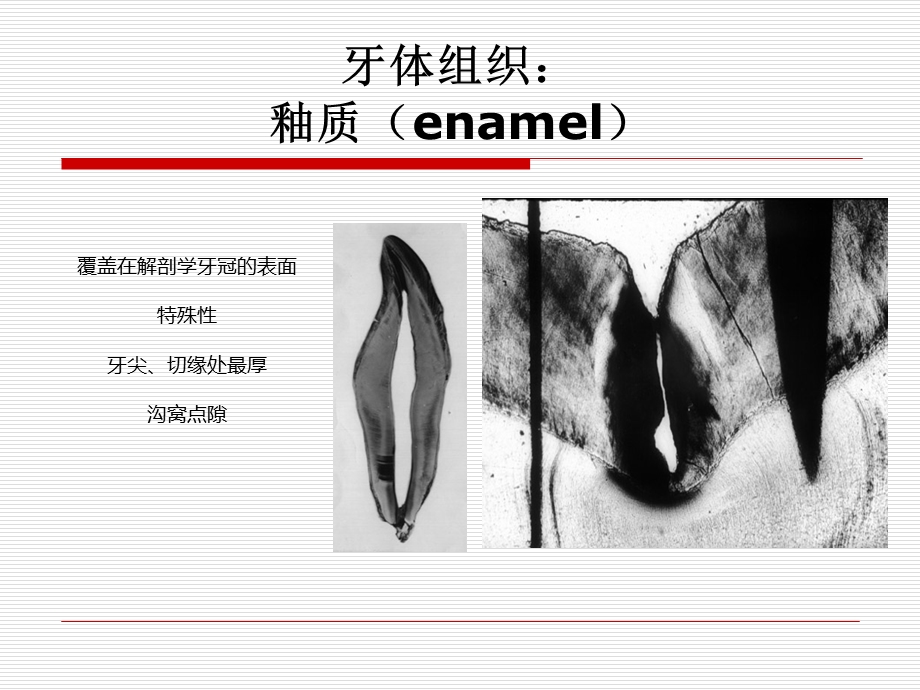 口腔组织生理学概要ver1.2ppt课件精选文档.ppt_第3页