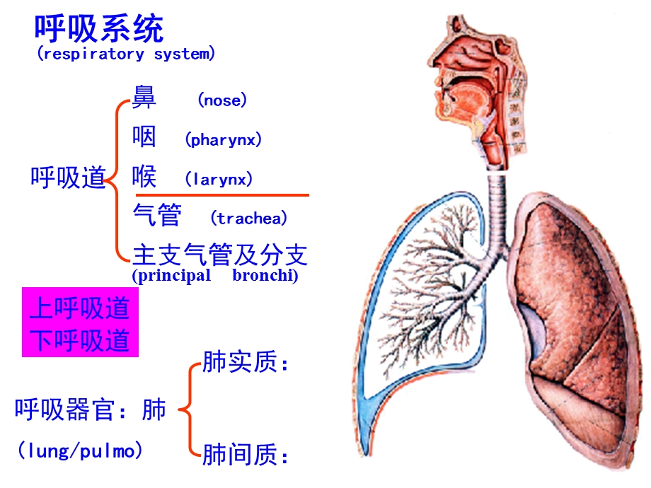 A信息本科呼吸系名师编辑PPT课件.ppt_第1页