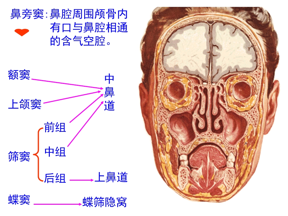 A信息本科呼吸系名师编辑PPT课件.ppt_第3页