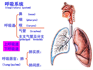 A信息本科呼吸系名师编辑PPT课件.ppt