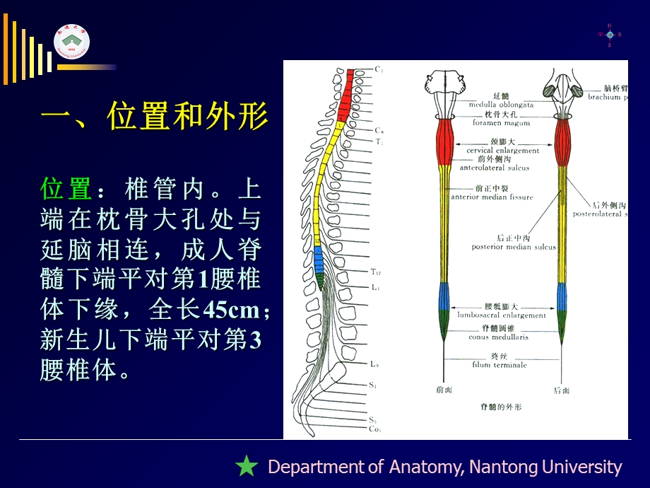 南通大学基础医学院人体解剖学教研室文档资料.ppt_第1页