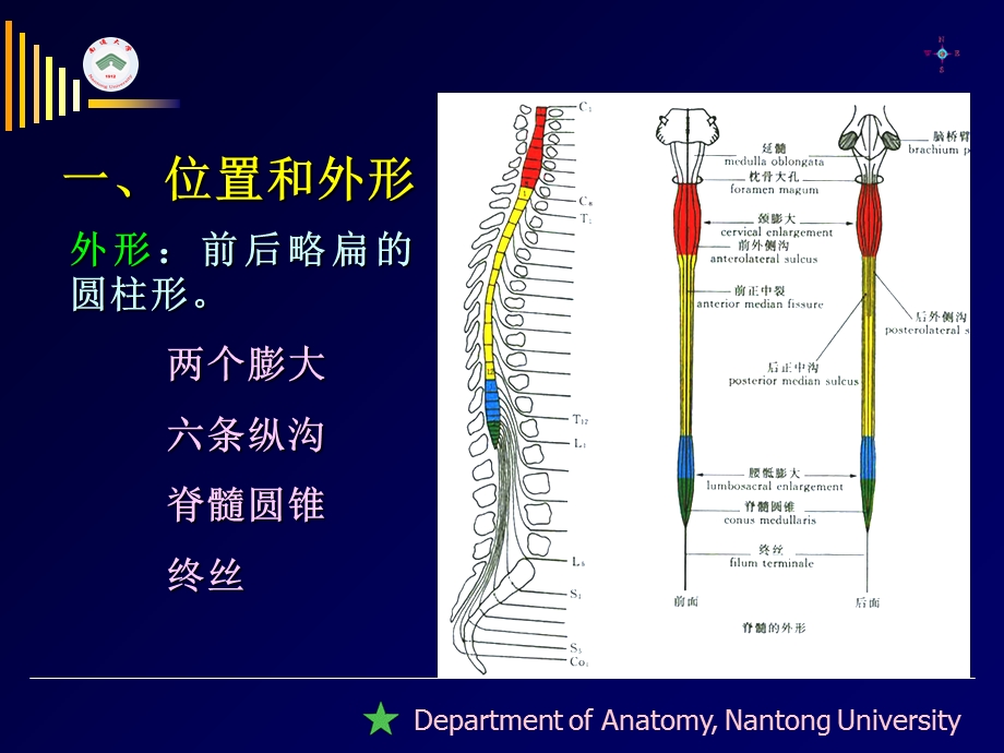 南通大学基础医学院人体解剖学教研室文档资料.ppt_第2页