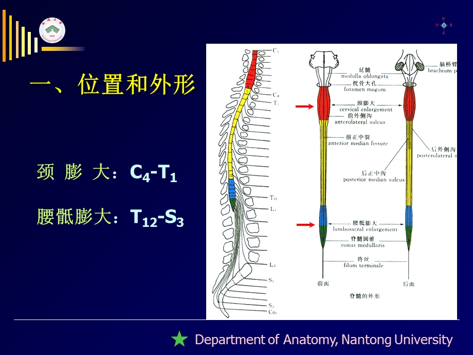 南通大学基础医学院人体解剖学教研室文档资料.ppt_第3页