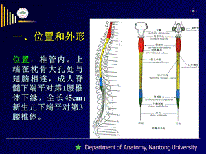 南通大学基础医学院人体解剖学教研室文档资料.ppt