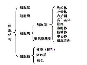 人教版教学课件细胞的结构2(细胞质和细胞核部分)精选文档.ppt