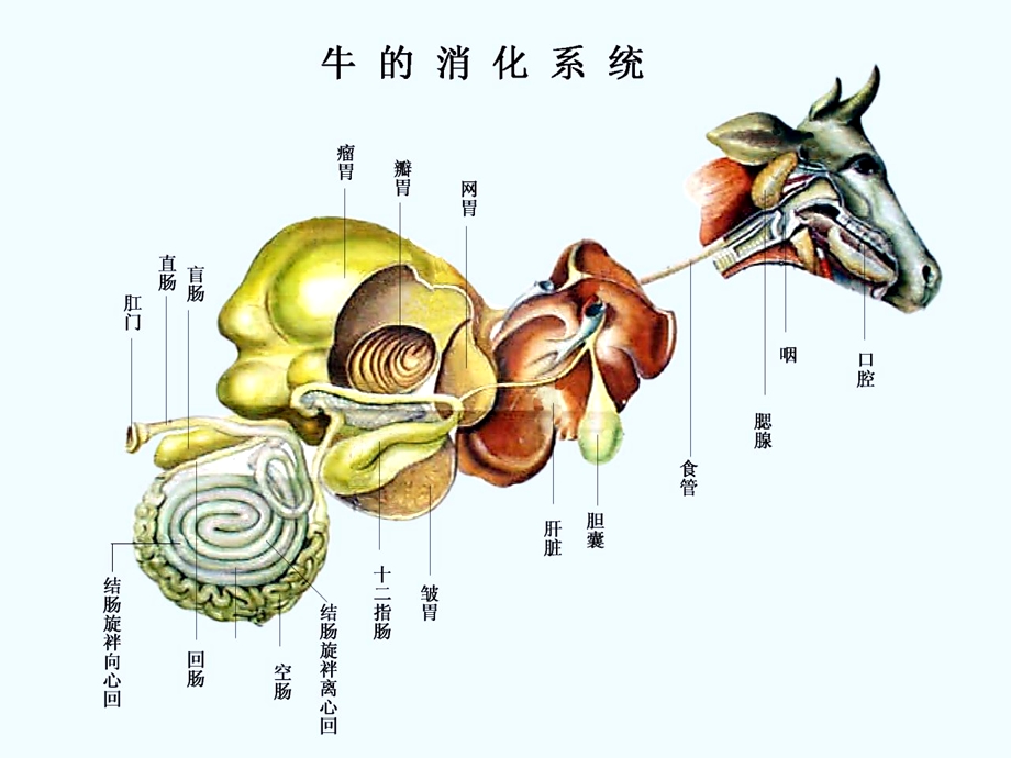 动物解剖学之消化系统PPT文档.ppt_第2页