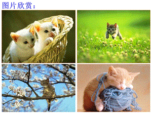 七年级下册语文《猫》课件.ppt