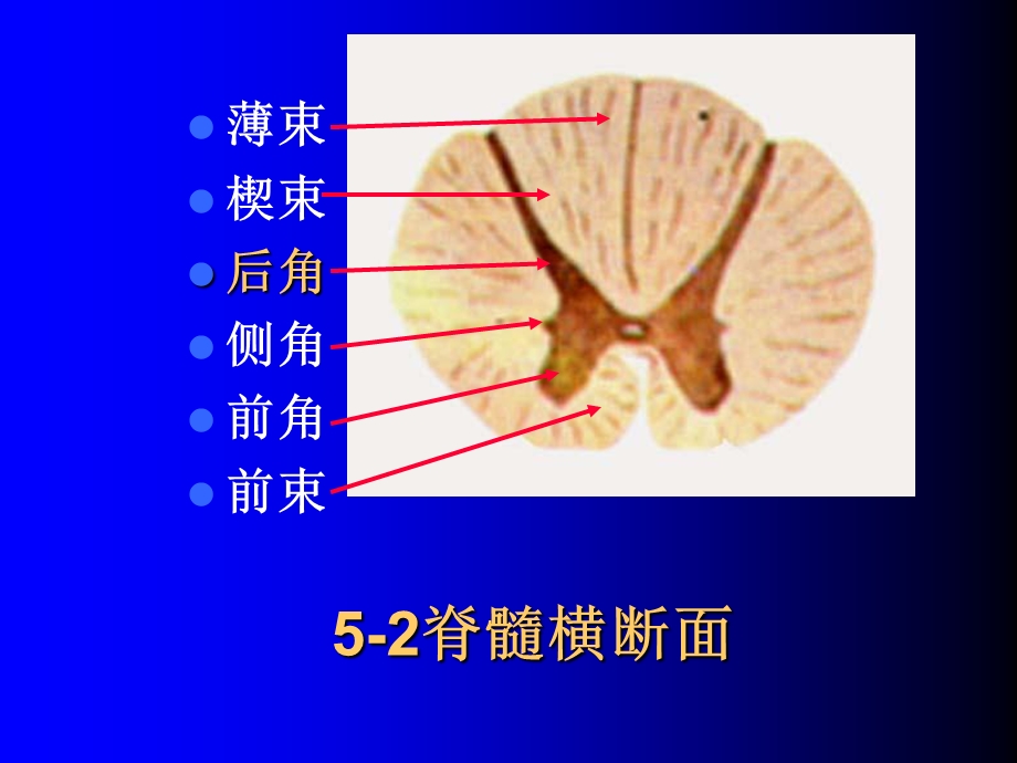 11神经实验试题复习151PPT文档资料.ppt_第1页