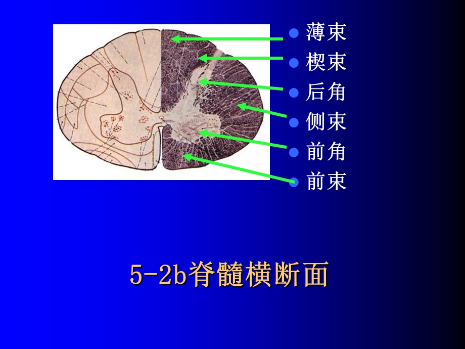 11神经实验试题复习151PPT文档资料.ppt_第2页