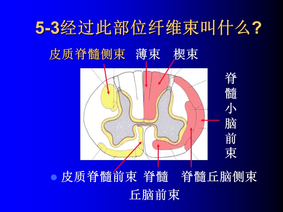 11神经实验试题复习151PPT文档资料.ppt_第3页