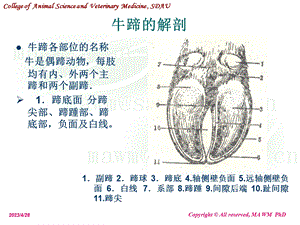 动物外科学奶牛蹄病课件PPT文档.ppt