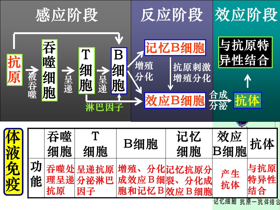 人体的第三道防线：体液免疫和细胞免疫的过程PPT文档.ppt_第2页