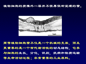 12第一章植物细胞2文档资料.ppt