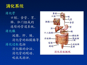 1病理系消化食道PPT课件.ppt