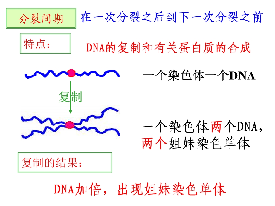 减数分裂与有性生殖细胞的形成ppt课件精选文档.ppt_第1页