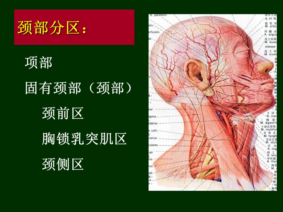 最新21颈部、脊柱区文档资料.ppt_第2页