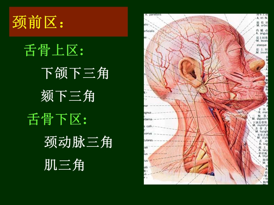 最新21颈部、脊柱区文档资料.ppt_第3页