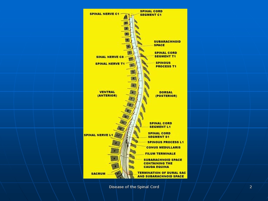 1010脊髓疾病1PPT文档.ppt_第2页
