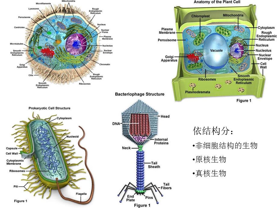 02细胞生物学1PPT文档.ppt_第3页