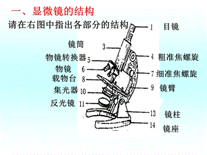 1观察多种多样的生物和细胞文档资料.ppt