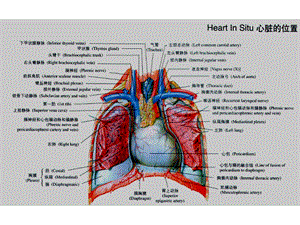 心脏解剖名师编辑PPT课件.ppt